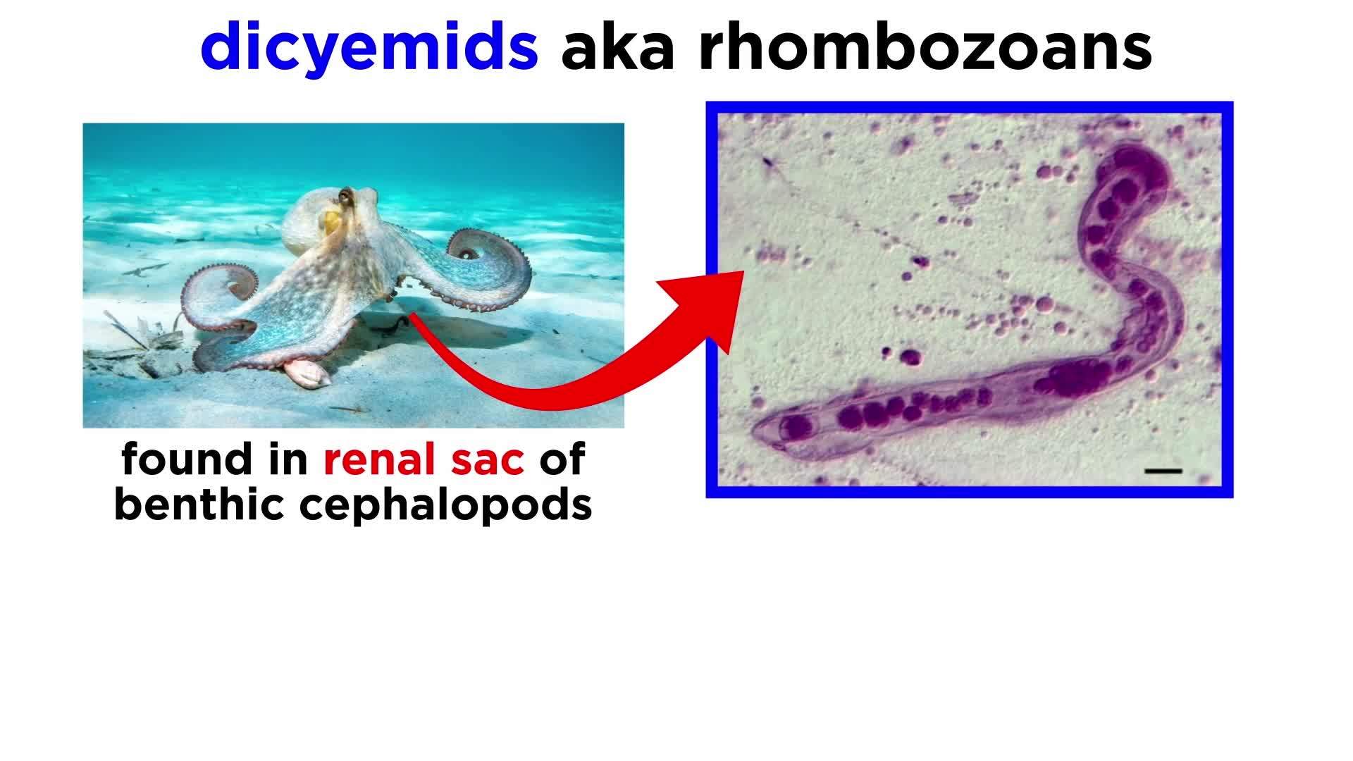 Phyla Orthonectida and Dicyemida: Mesozoans